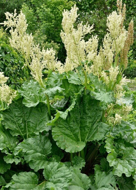 Rheum rhaponticum- rabarbers
