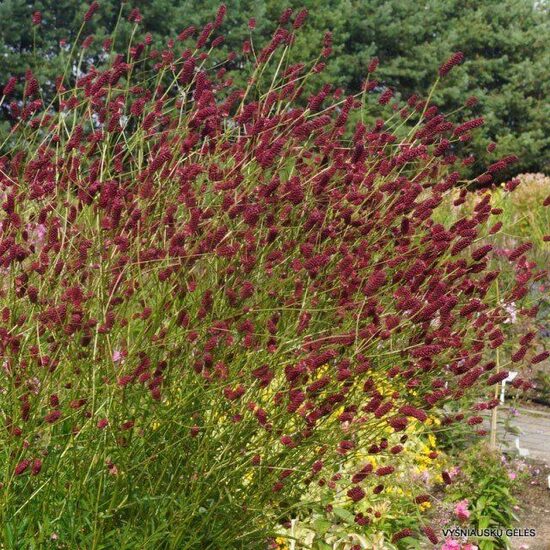 Sanguisorba Cangsham Cranberry- brūnvālīte