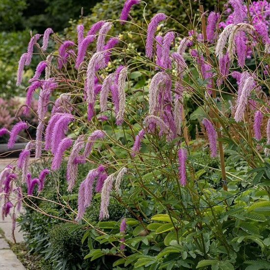 Sanguisorba hakusanensis Lilac Squirrel- brūnvālīte