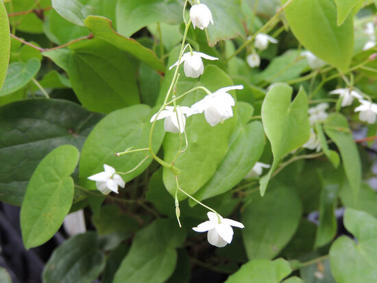 Epimedium x setosum- epimēdija