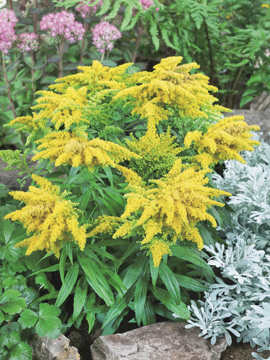 Solidago Golden Dwarf- zeltslotiņa