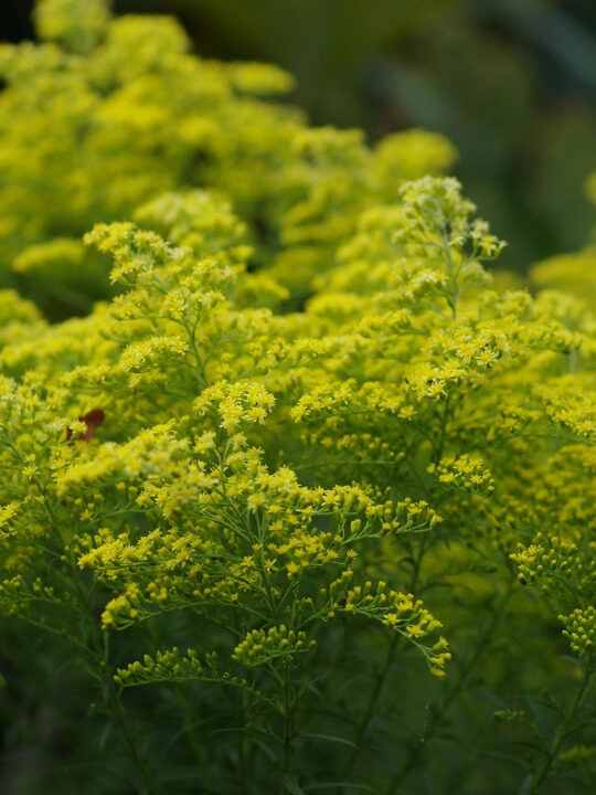 Solidago rugosa Loydser Crown- zeltslotiņa