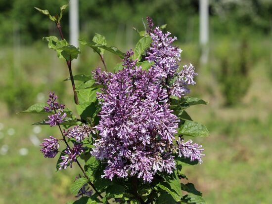 Syringa prestoniae (x) Jaga- Prestonas ceriņš