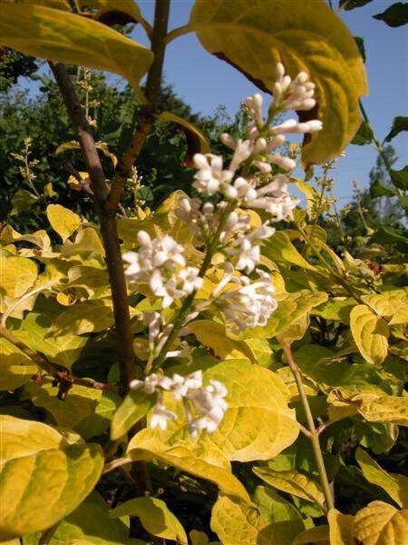 Syringa villosa Aurea- ceriņš