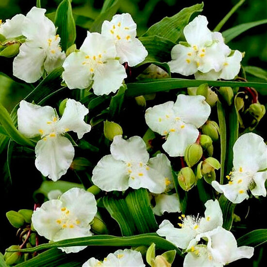 Tradescantia x andersoniana Alba- tradeskancija