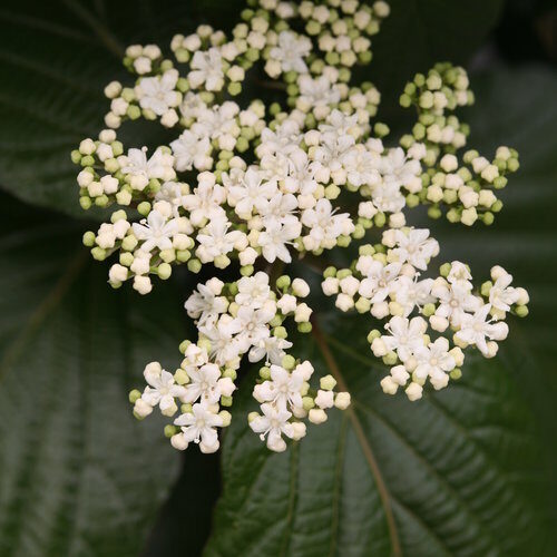 Viburnum SHINY DANCER NCVX1- irbene