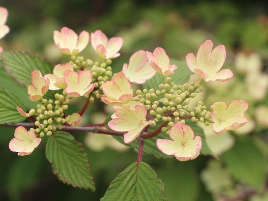 Viburnum plicatum Pink Beauty- Japānas milzu irbene