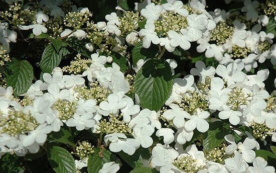 Viburnum plicatum Summer Snowflake- Japānas milzu irbene
