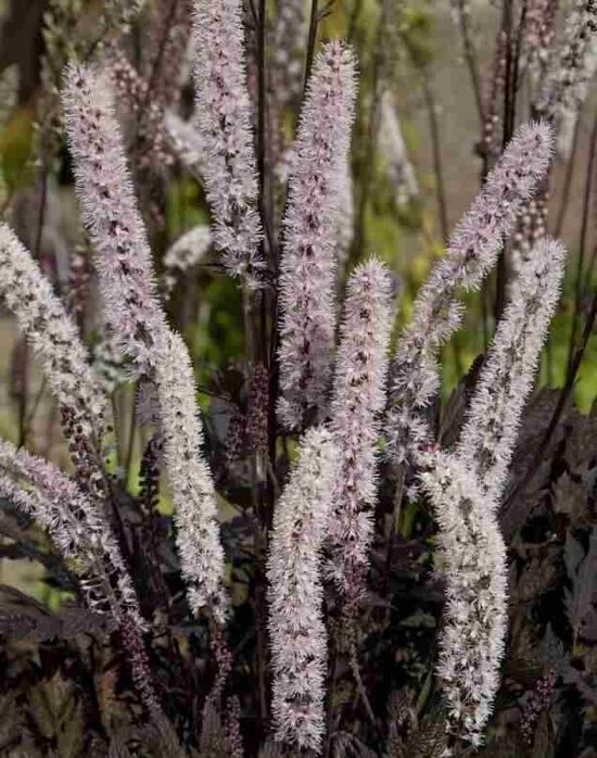 Actaea simplex Carbonella- sudrabsvece