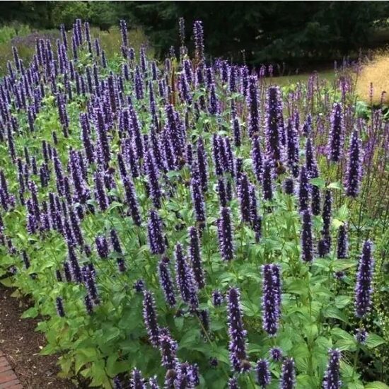 Agastache Black Adder- agastahe
