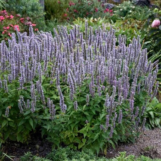 Agastache Blue Fortune- agastahe