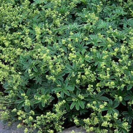 Alchemilla alpina- rasaskrēsliņš