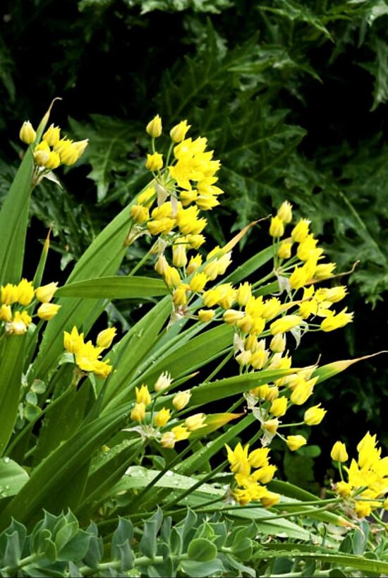Allium Moly- dekoratīvais sīpols