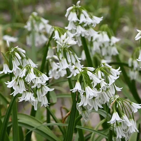 Allium triquetrum- dekoratīvie sīpoli (iep.5 gab)