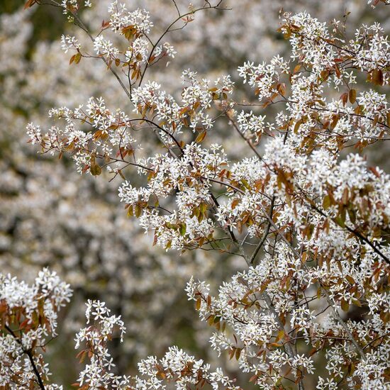 Amelanchier canadensis Prince William - Kanādas korinte