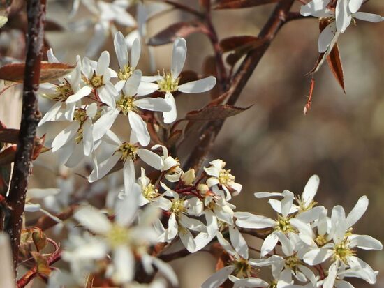 Amelanchier grandiflora Princess Diana- lielziedu korinte
