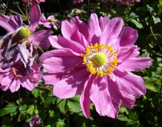 Anemone x hybrida Margarete- anemone