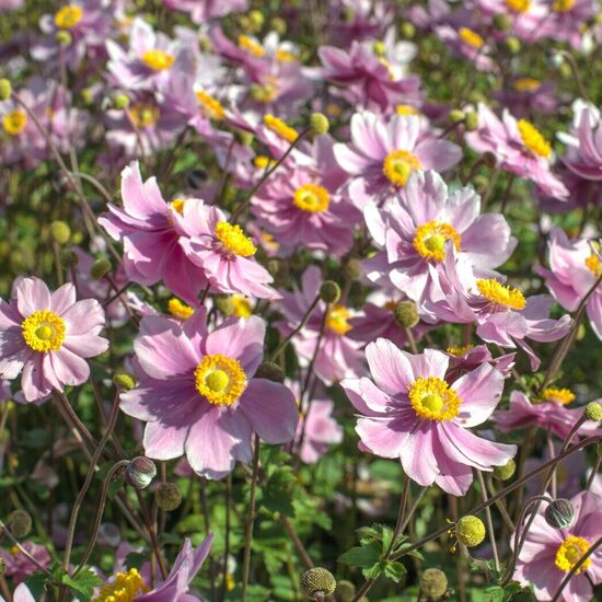 Anemone x hybrida Serenade- anemone