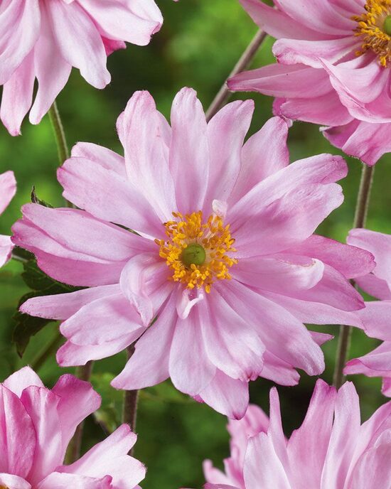 Anemone hybrida Mont Rose- anemone
