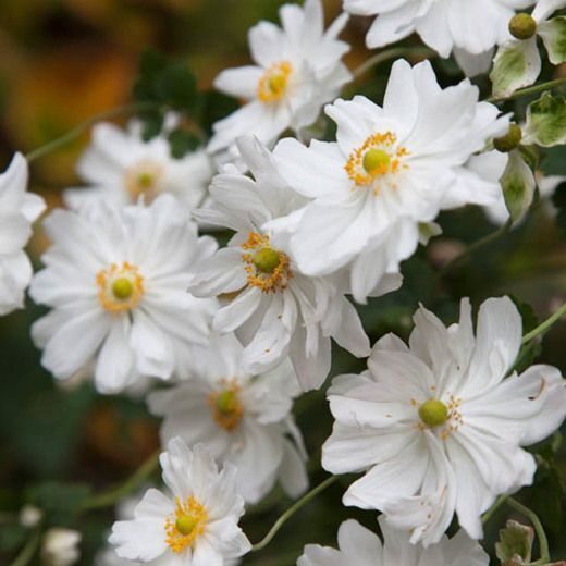 Anemone x hybrid Whirlwind- anemone