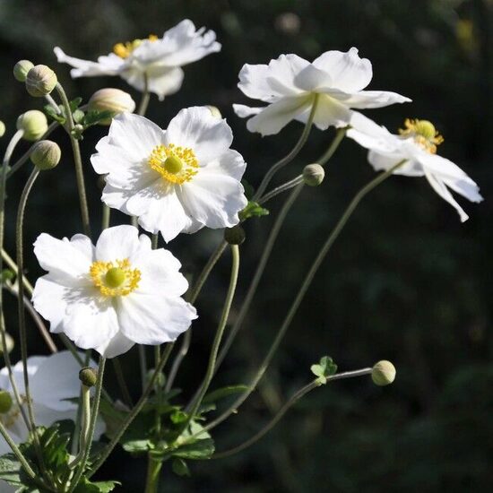 Anemone x hybrida Honorine Jobert- anemone