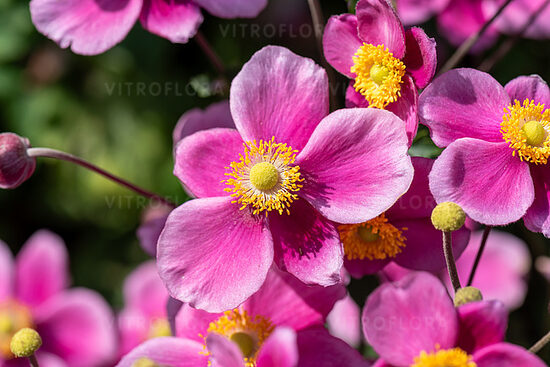 Anemone x hybrida Summer Breeze Picotee- anemone
