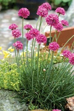 Armeria maritima Splendens- Jūrmalas armērija