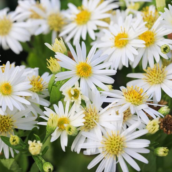 Aster ageratoides Starshine- agerātveida ziemastere