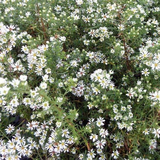 Aster ericoides Schneetanne- ziemastere