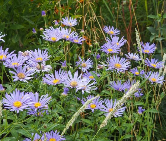 Aster frikartii Mönch- Frikarta ziemastere