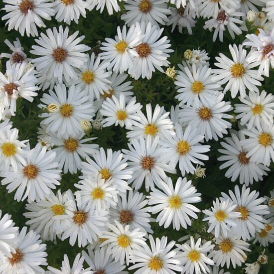 Aster x dumosus Niobe- ziemastere