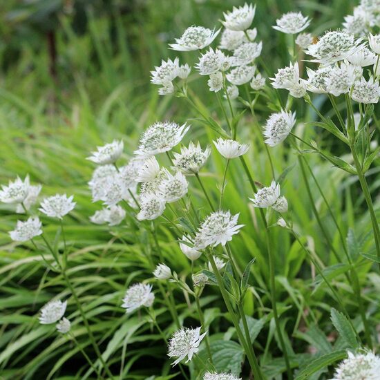 Astrantia Astra White- astrancija