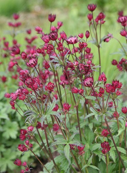 Astrantia major Red Button- astrancija