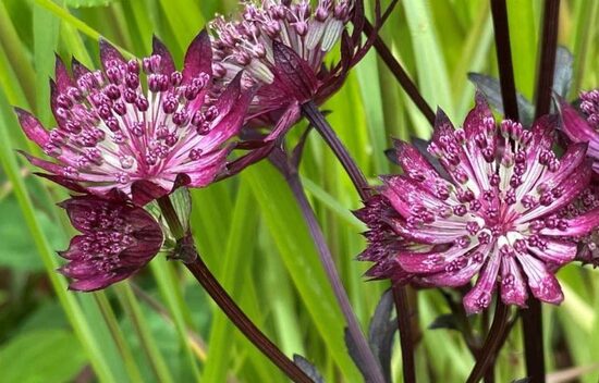 Astrantia Sparkling Stars Red- astrancija