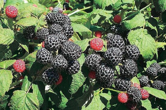Rubus idaeus Heban- melnā rudens avene