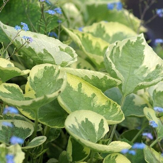 Brunnera Hadspen Cream- brunnera
