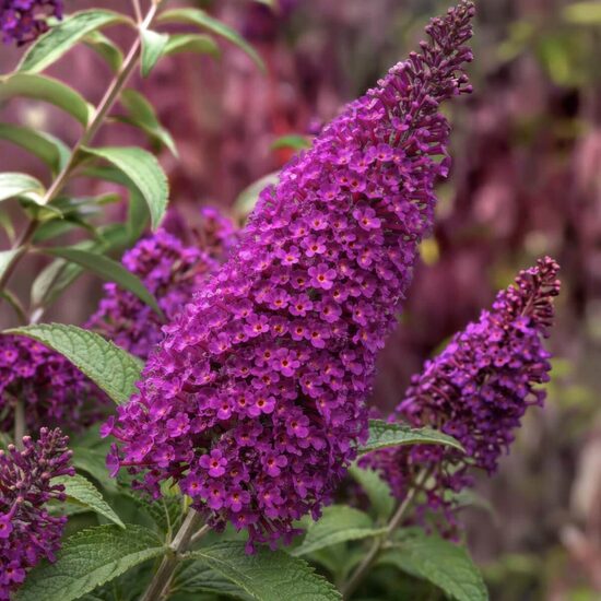 Buddleja davidii Magenta Munchkin- Dāvida budleja