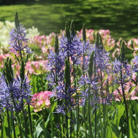 Camassia leichtlinii Caerulea- kamasijas (iep.10 gab)