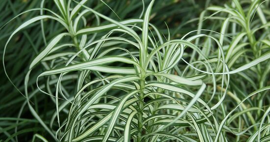 Carex muskingumensis Bicolor Fountain- grīslis