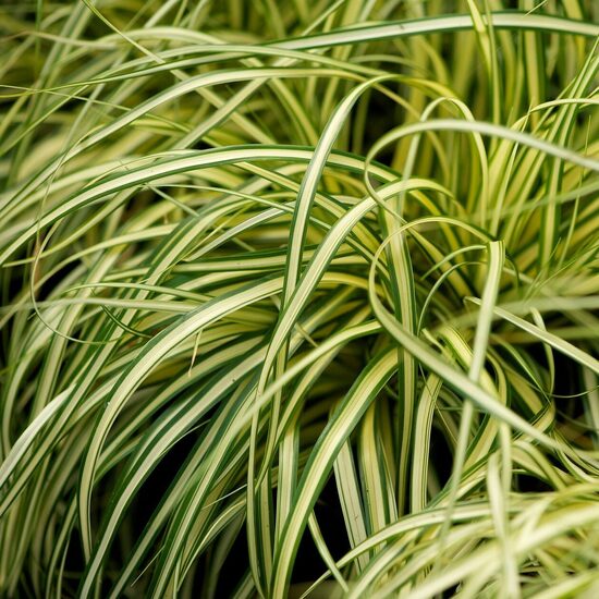 Carex oshimensis Maxigold- mūžzaļais grīslis