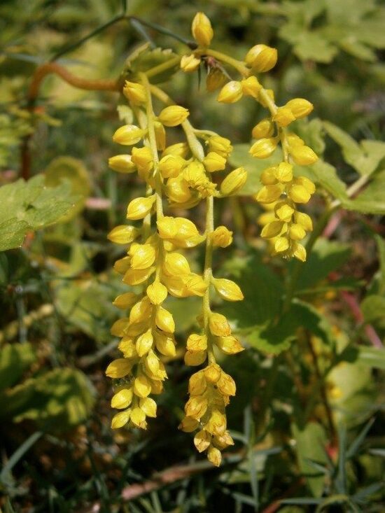 Chiastophyllum oppositifolium- pretējlapu hiastofila