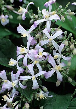 Clematis jouiniana Praecox- mežvītenis