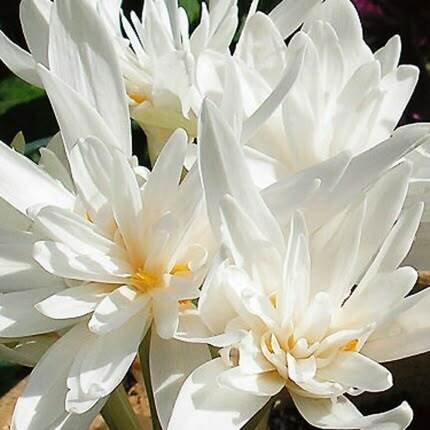 Colchicum autumnale Alboplenum- vēlziede (iep.1 gab)