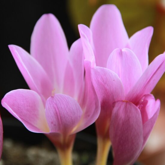 Colchicum giganteum- vēlziede (iep.1 gab)