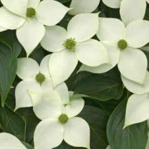 Cornus kousa var. chinensis- Ķīnas grimonis