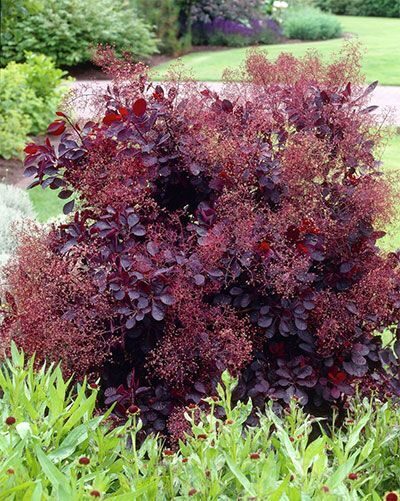 Cotinus coggygria Lilla