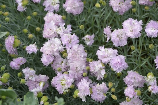 Dianthus plumarius Roseus Plenus- spalvu neļķe