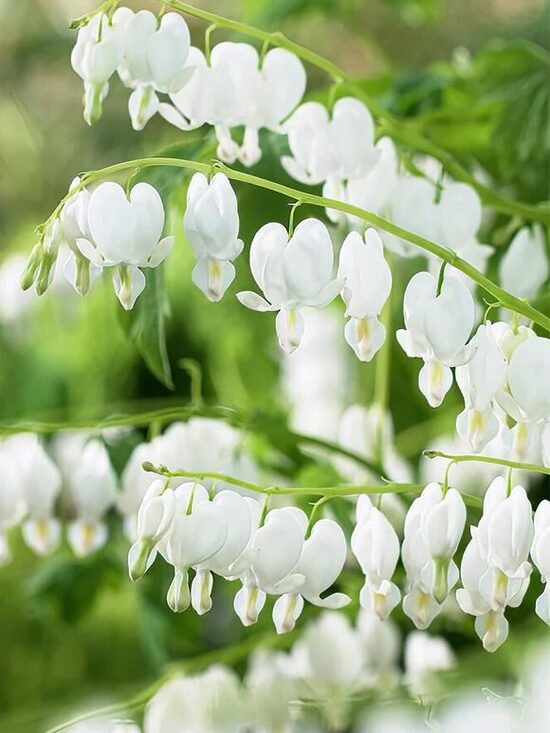 Dicentra spectabilis Alba- lauztā sirds