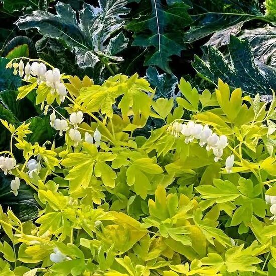 Dicentra spectabilis White Gold- lauztā sirds