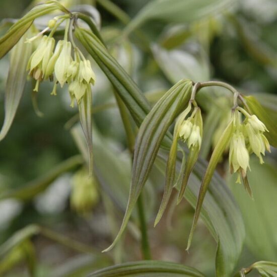 Disporum cantoniense Green Giant- disporums